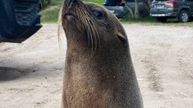 Salió de su casa y se encontró con un lobo marino en la puerta