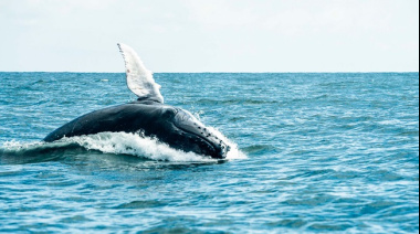 Una ballena jorobada volvió a sorprender en el mar del Partido de La Costa