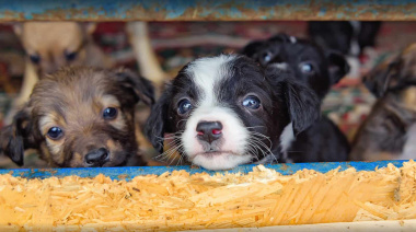 Proponen multas y hasta 60 días de arresto por maltrato y abandono de animales en la Provincia