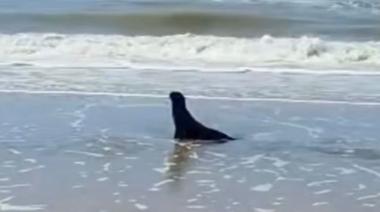 Un lobo marino juvenil llegó a la playa de Mar del Tuyú y vecinos pidieron preservar su espacio