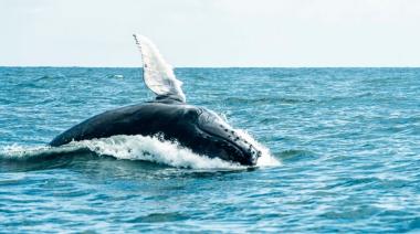 Una ballena jorobada volvió a sorprender en el mar del Partido de La Costa