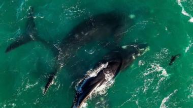 Una ballena fue captada a pocos metros de la playa en San Bernardo