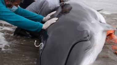 Murió una ballena minke antártica juvenil tras quedar varada en San Clemente del Tuyú