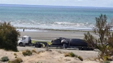 Investigan la muerte de cinco ballenas en Puerto Madryn y crece la preocupación por la fauna marina