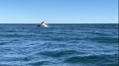 Una ballena sorprendió frente a las costas de Cariló y cautivó en las redes
