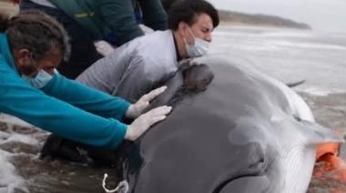 Murió una ballena minke antártica juvenil tras quedar varada en San Clemente del Tuyú