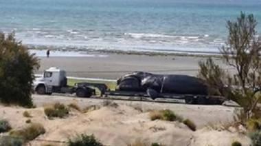 Investigan la muerte de cinco ballenas en Puerto Madryn y crece la preocupación por la fauna marina
