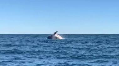 Una ballena sorprendió frente a las costas de Cariló y cautivó en las redes