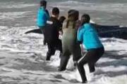 La ballena varada en Punta Médanos logró volver al mar tras un intenso rescate