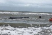 Aparición de una ballena varada en Punta Médanos