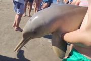 Triste episodio en la Playa: Un delfín muere en Mar del Tuyú tras ser manipulado por turistas
