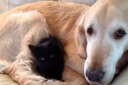 Villa Gesell lanza un registro de maltratadores de animales