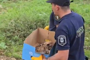 Balcarce: rescataron tres cachorros de puma que eran trasladados ilegalmente