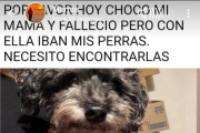 Emotivo operativo tras el accidente en Ruta 11: hallaron sin vida a una perrita y rescataron a la otra