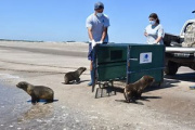 Liberan tres lobos marinos rehabilitados por la Fundación Mundo Marino