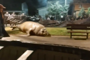 Un elefante marino escapó por los fuegos artificiales