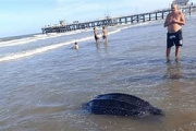 Hallaron una tortuga marina muerta en la playa de La Lucila del Mar