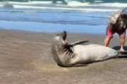 Intentó acercarse a un elefante marino y desató un escándalo en la playa