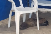 Un lobo marino eligió Mar de Ajó para descansar durante su muda de pelo