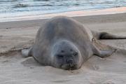 La elefanta marina volvió a aparecer y piden extremar cuidados
