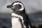 Dos pingüinos fueron rescatados y se recuperan en la Fundación Mundo Marino