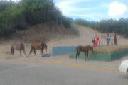 Caballos sueltos vuelven a aparecer en el centro de San Clemente