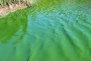 Alertan por presencia de cianobacterias en varias lagunas bonaerenses