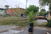 Fuertes vientos provocaron caída de árboles y daños en San Bernardo y Mar de Ajó