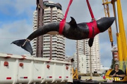 Una orca encalló en Punta del Este y fue sacrificada por su grave estado