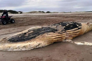 Hallan una ballena jorobada muerta en una playa de Punta Médanos
