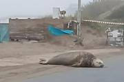Una elefanta marina sorprendió al aparecer sobre la Costanera