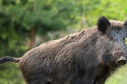 La Provincia autorizó la caza controlada de jabalíes para proteger al venado de las pampas