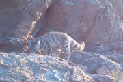 Fotografiaron al “fantasma de los Andes”, uno de los felinos más difíciles de ver