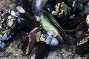 SENASA advirtió no consumir mariscos hallados en las playas tras el temporal