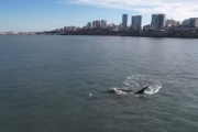 Una ballena franca austral sorprendió frente a las costas de Mar del Plata