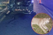 Choque fatal contra un puma en Ruta 11 cerca de Costa Esmeralda