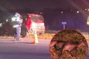 Otro animal silvestre murió tras ser atropellado sobre la Ruta 11 cerca de Mar del Tuyú