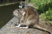 Aumentan los casos de hantavirus en la provincia de Buenos Aires: ya hubo siete muertes en 2026
