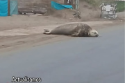 Una elefanta marina sorprendió al aparecer sobre la Costanera