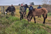 La Costa entregó 18 caballos rescatados a una asociación dedicada a su rehabilitación