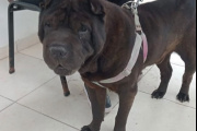 Concluyó una nueva semana de castraciones para perros y gatos