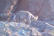 Fotografiaron al “fantasma de los Andes”, uno de los felinos más difíciles de ver