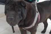 Concluyó una nueva semana de castraciones para perros y gatos