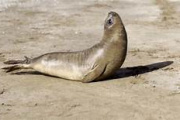 Otro cachorro de elefante marino fue liberado tras siete meses de rehabilitación