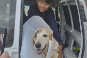 Teodoro, el perro que recibió una puñalada al defender a un niño durante un presunto intento de robo