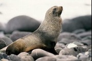 Registraron un lobo marino subantártico en las playas de Nueva Atlantis