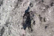 Indignación en Miramar por el hallazgo de pingüinos muertos con aparentes marcas de vehículos