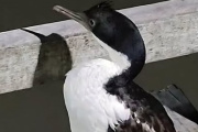 Prohíben el ingreso al muelle de Mar del Tuyú a un pescador acusado de golpear a un cormorán