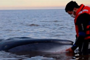 Murió la ballena que estaba varada en la costa de San Isidro