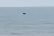 Avistamiento de ballenas francas australes sorprendió a vecinos y turistas en Costa Esmeralda